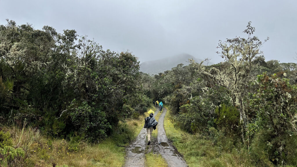Muddy hike through the misty Andean highlands in Chingaza National Park (Photo Credit: Paul J. Heney)