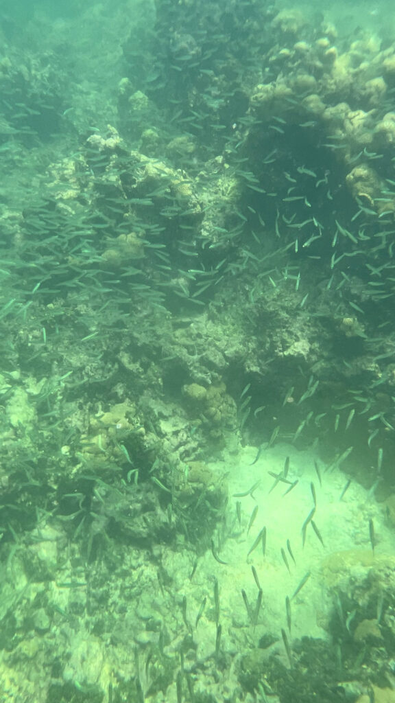 Schools of fish seen snorkeling off the coast of the Rosario Islands (Photo Credit: Paul J. Heney)