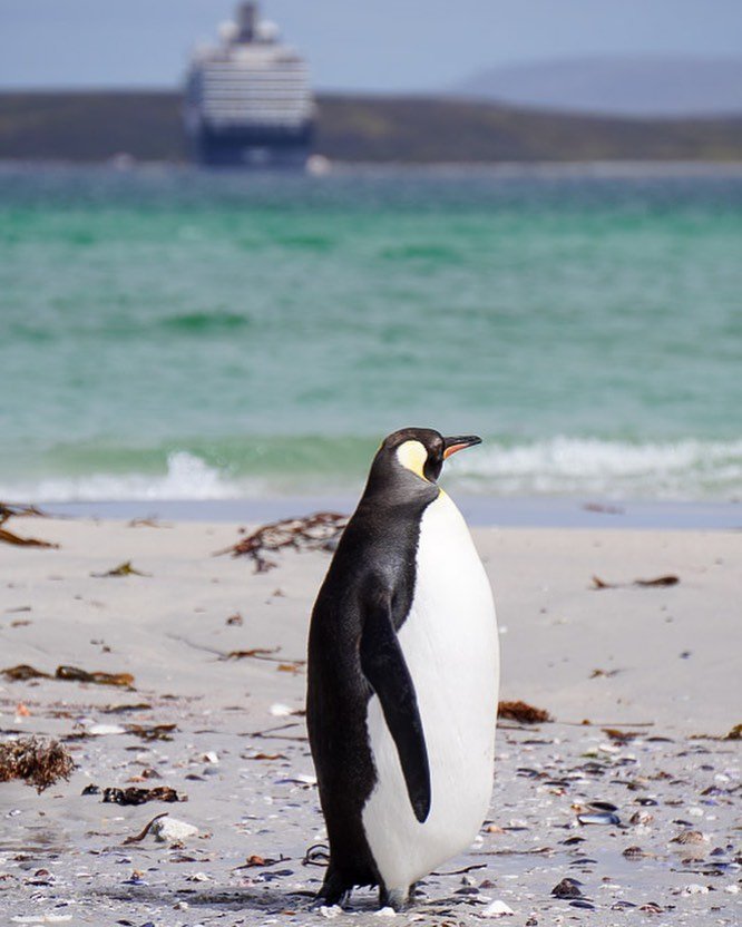 Falkland Islands (Photo Credit: Holland America Line)
