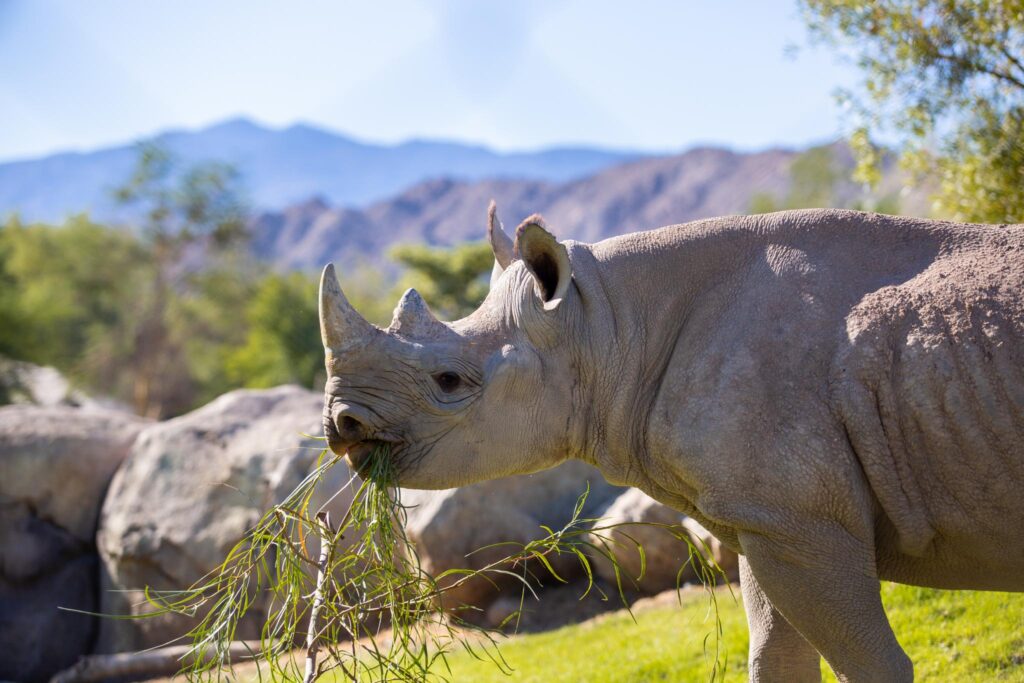 The Living Desert Zoo & Garden (Photo courtesy of Visit Greater Palm Springs)