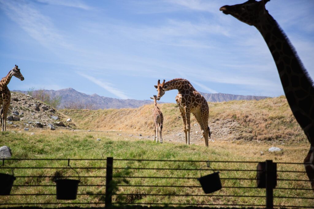 The Living Desert Zoo & Garden (Photo courtesy of Visit Greater Palm Springs)