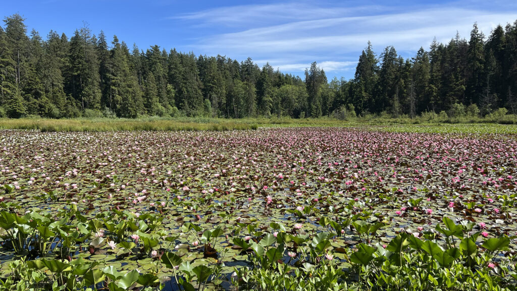 Beaver Lake on the Talaysay Talking Trees Tour (Photo Credit: Paul J. Heney)