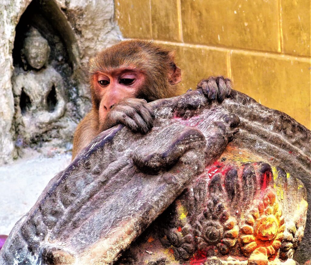 Monkey business at Swayanbhunath (Photo Credit: Teresa Adams)