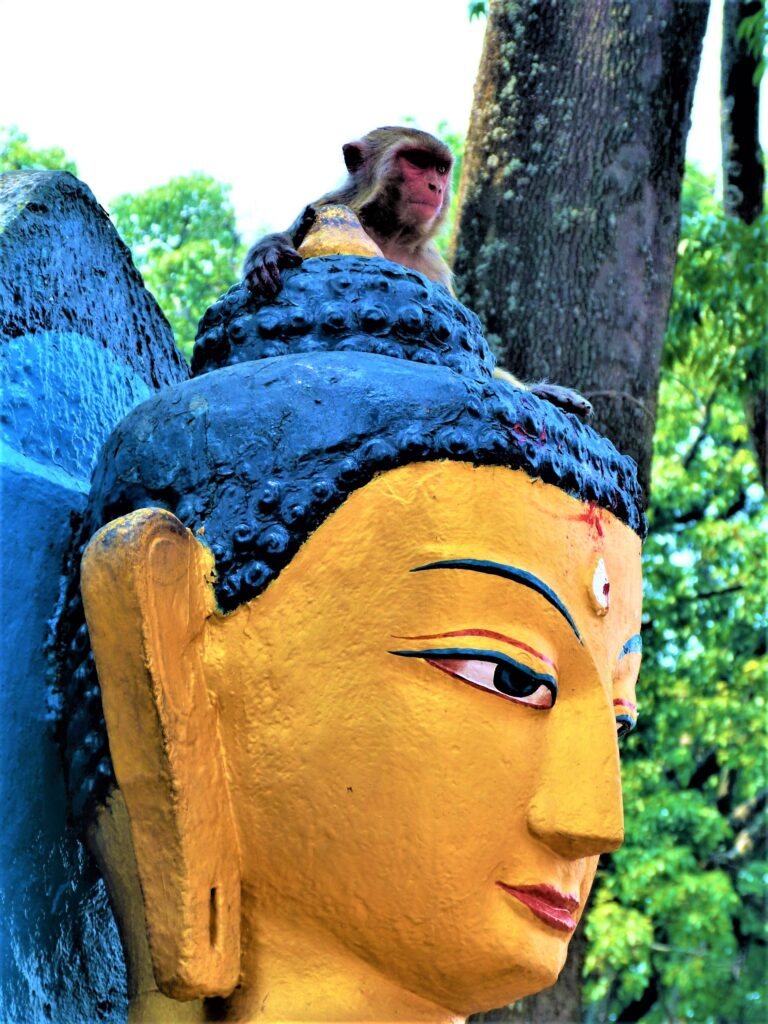 Monkey and Buddha at Swayambhunath (Photo Credit: Teresa Adams)