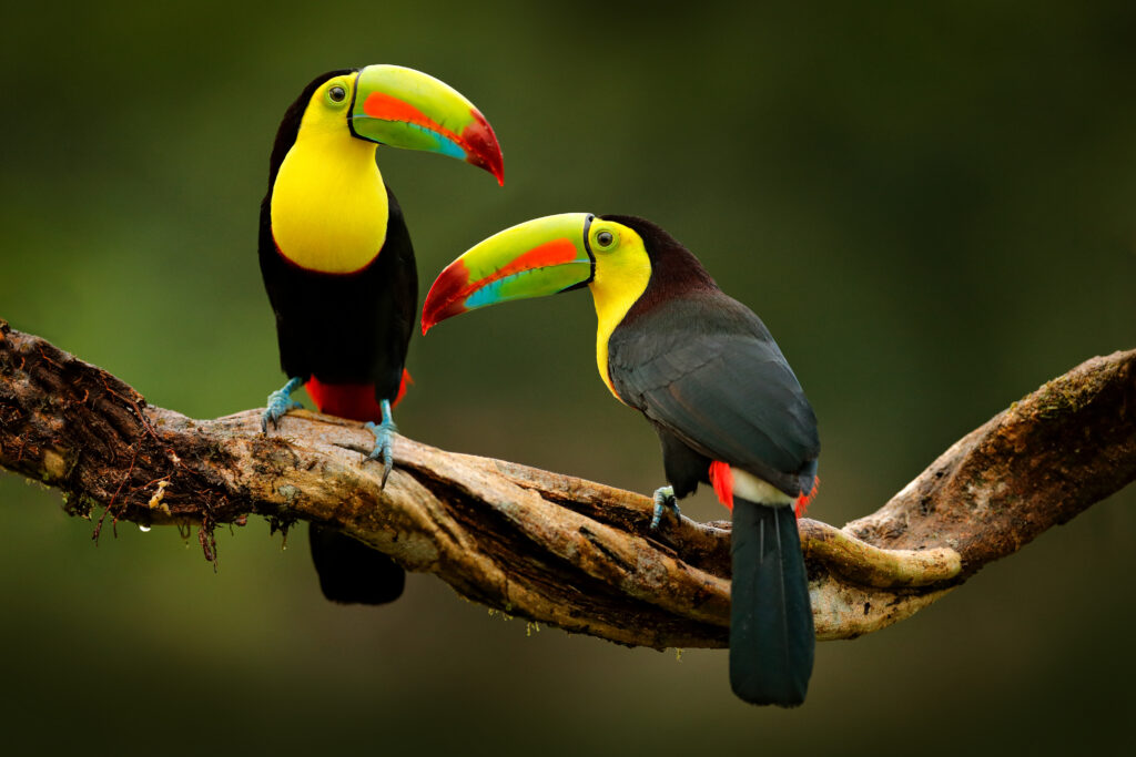 Toucans (Photo Credit: Ondrej Prosicky / Shutterstock)