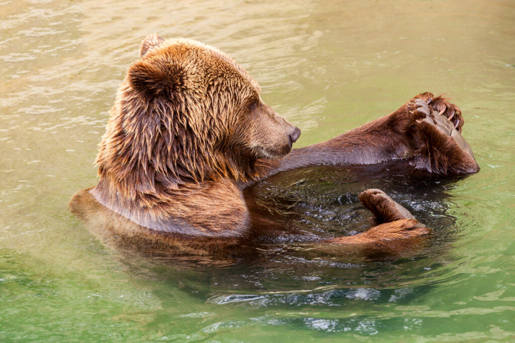 Bern Bear Park (Photo Credit: pinggr / Shutterstock)