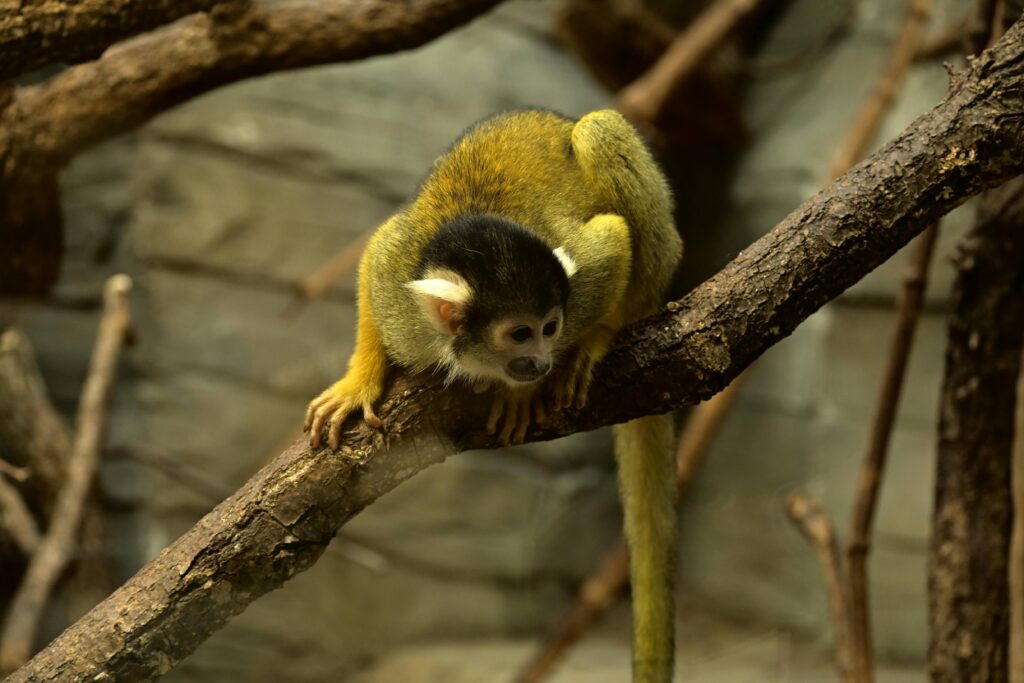 Bern Animal Park (Photo Credit: Moewmuse / Shutterstock)