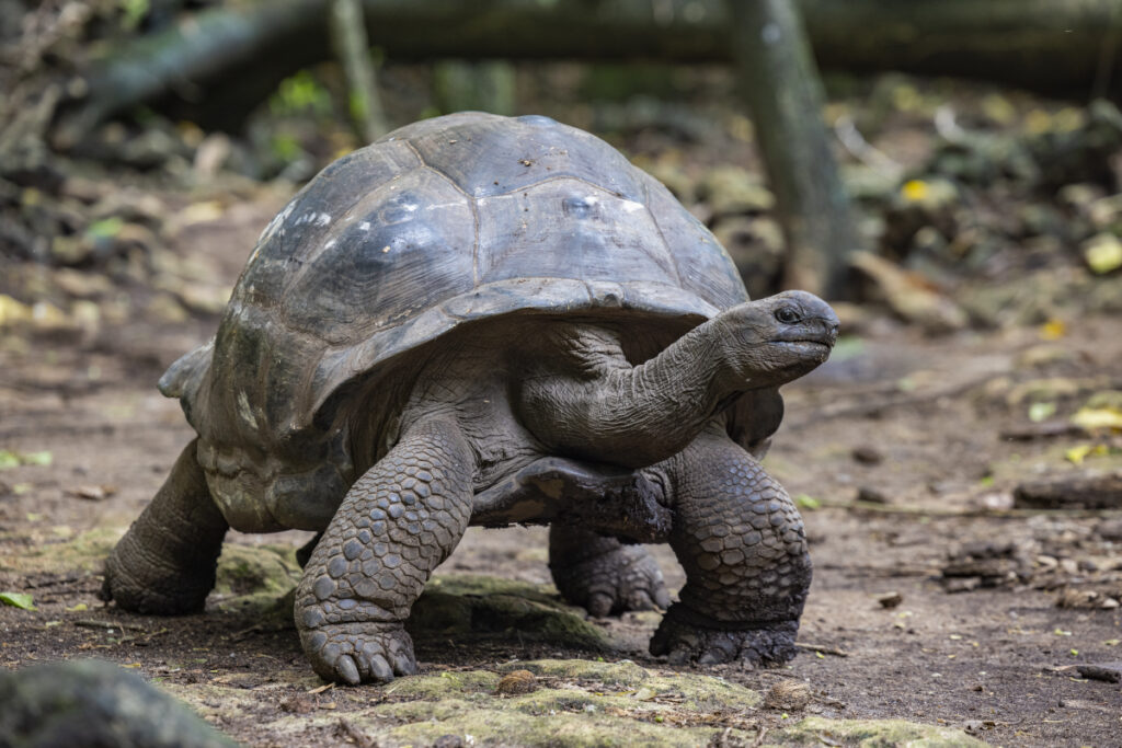 Giant tortoise on Cousin Island, Seychelles (Photo Credit: Variety Cruises)