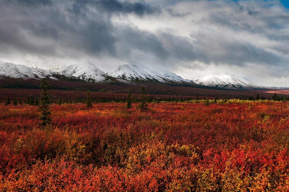 Denali National Park, Alaska (Photo Credit: Tim Rains)