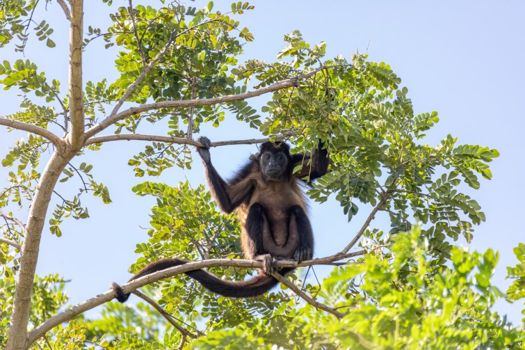 Mantled howler monkey, feeding on tree, river Rio Bebedero Guanacaste, Costa Rica. (Photo Credit: Jonh Bailey)