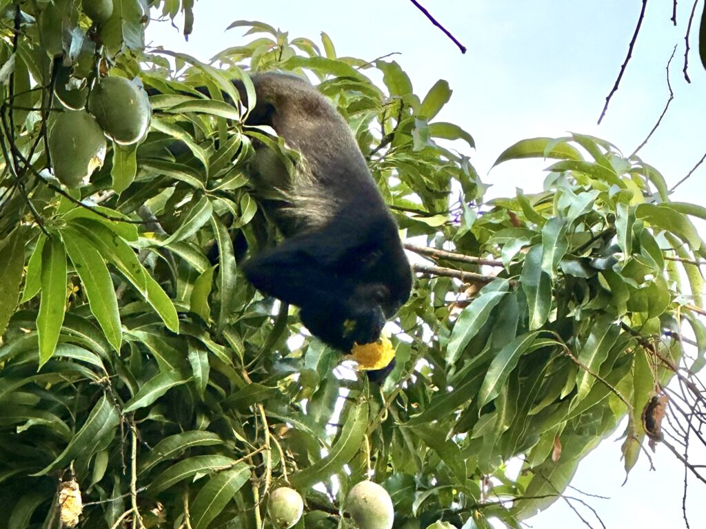 Howler Monkey in a Mango tree on Reserva Conchal (Photo Credit: Reserva Conchal)