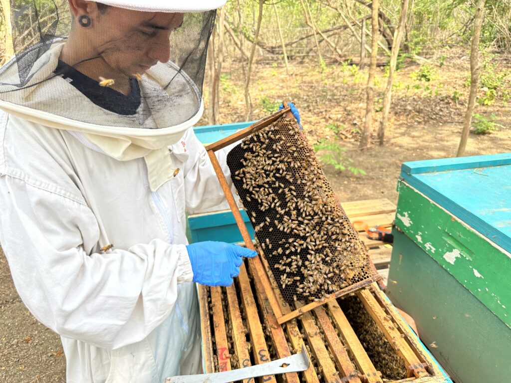 Apiary at Reserva Conhal (Photo Credit: Jon Bailey)