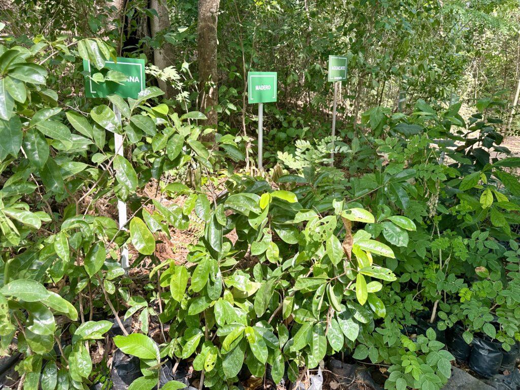 Plant nursery at Reserva Conchal (Photo Credit: Jon Bailey)