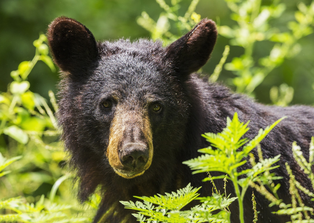 Shenandoah National Park, Virginia (Photo Credit: National Park Service)