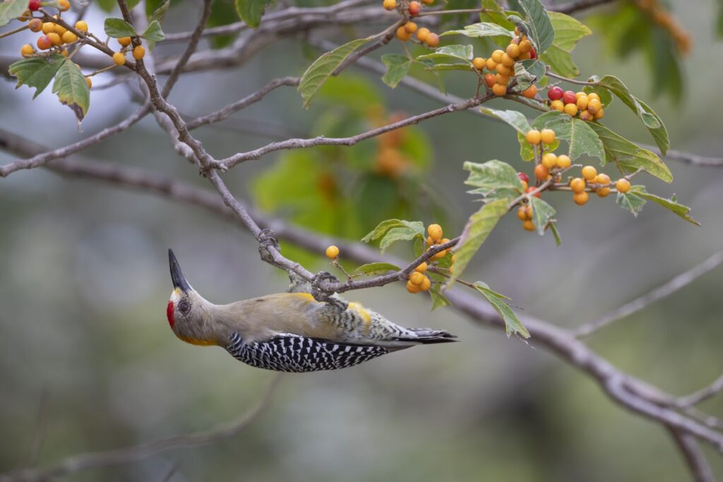 Woodpecker (Photo Credit: Reserva Conchal)