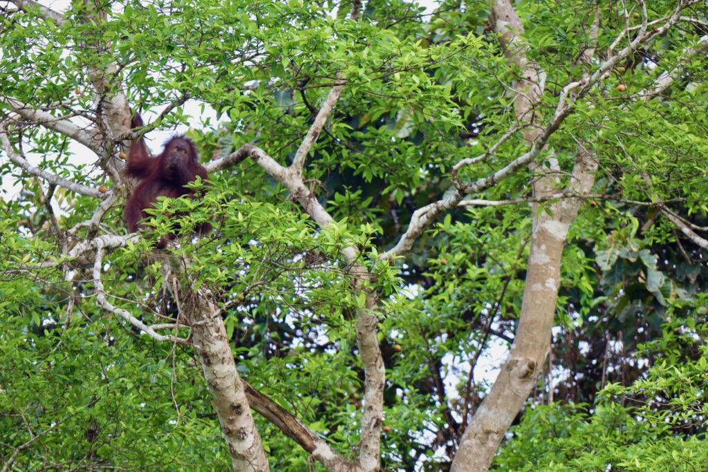 Orangutans in Borneo (Photo Credit: Regina Ang)