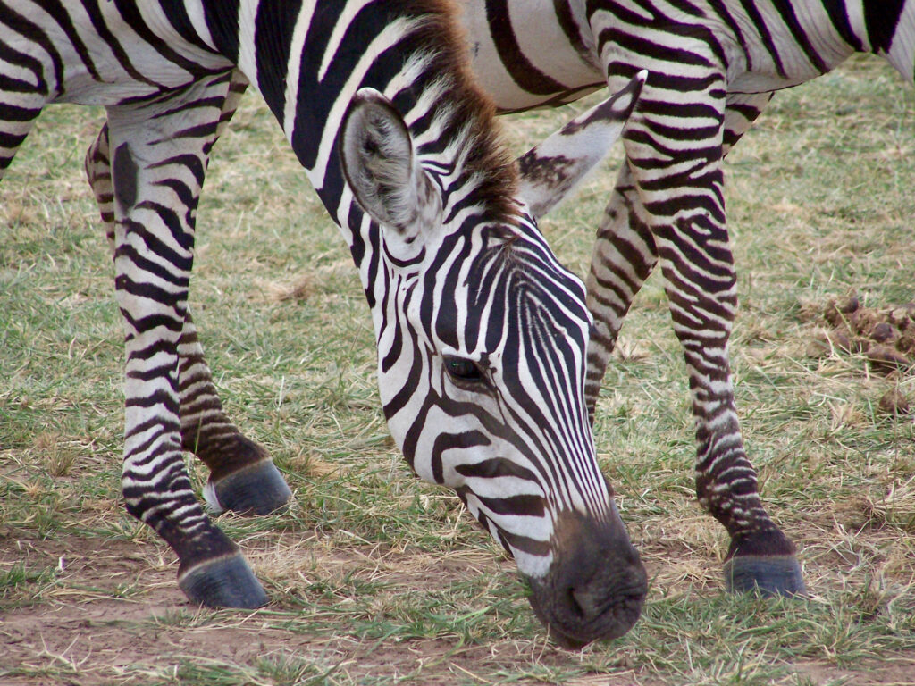 A zebra at Lake Manyara in Tanzania (Photo Credit: Sue Davies)