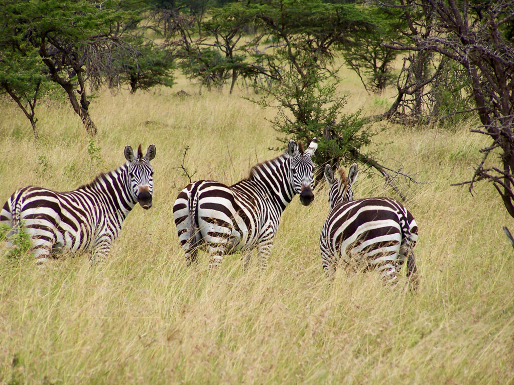 Zebras in Tanzania (Photo Credit: Sue Davies)