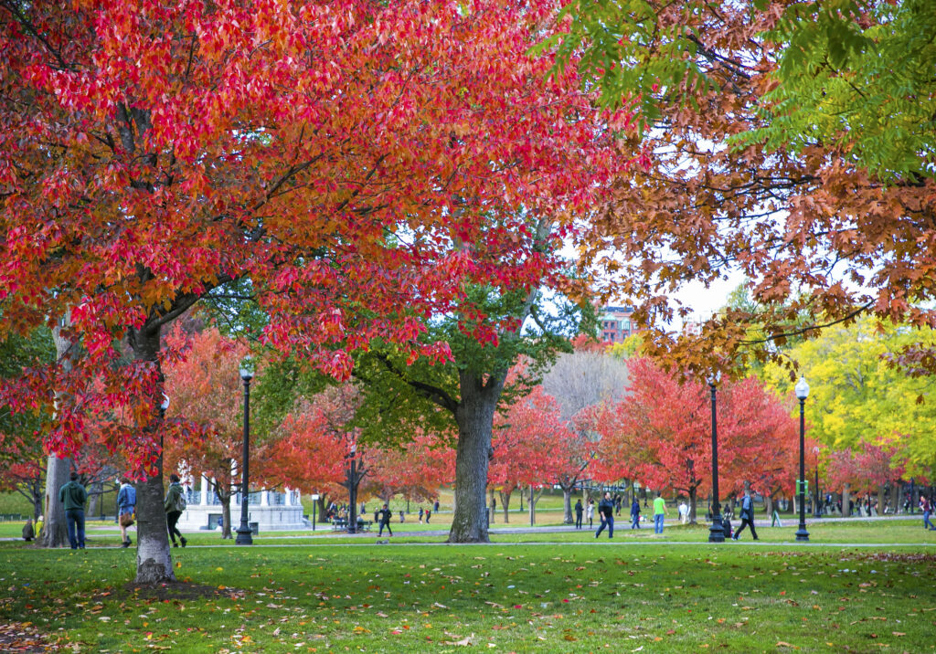 Boston Common (Photo Credit: Kyle Klein)