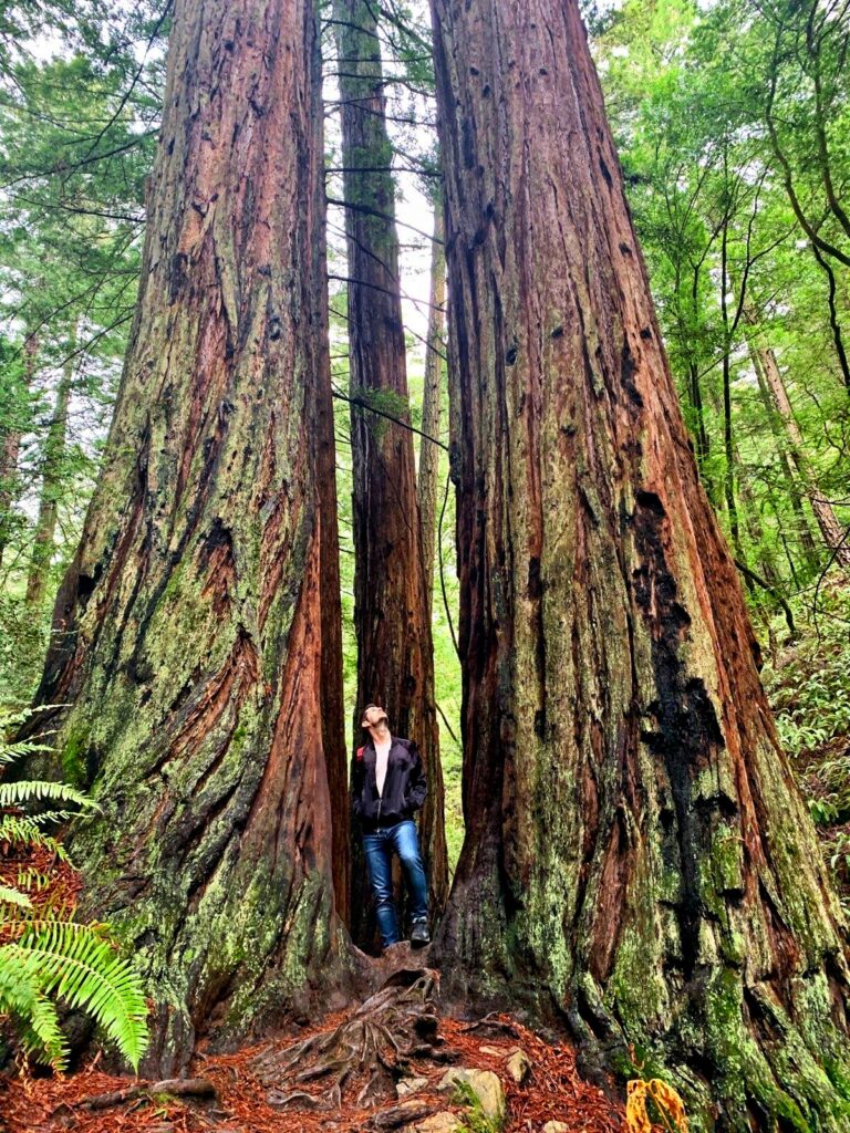 Muir Woods, located outside of San Francisco (Photo courtesy of Brandon Schultz)