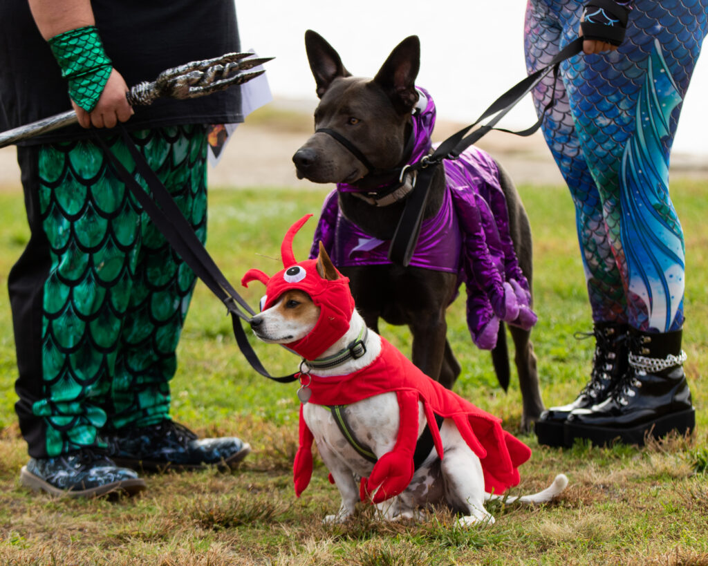 Salem Howl-o-ween Pet Parade (Photo Credit: Kate Fox / Destination Salem)