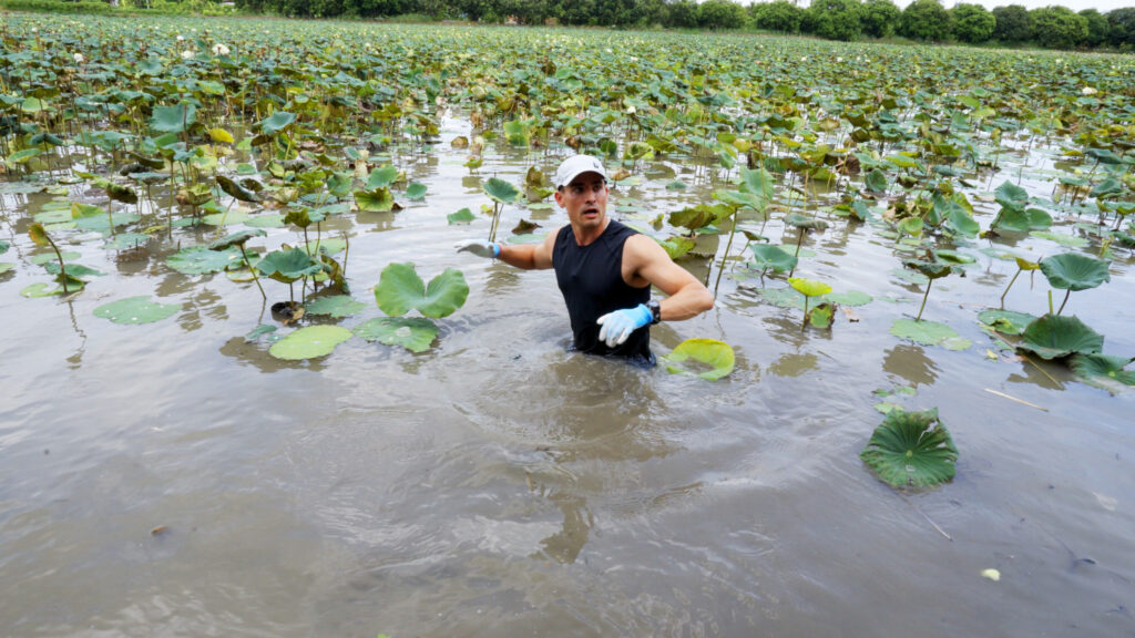 Ian encounters catfish-infested waters to make grab 20 lotus bulbs to create an intricate traditional bouquet. (Photo Credit: CBS)