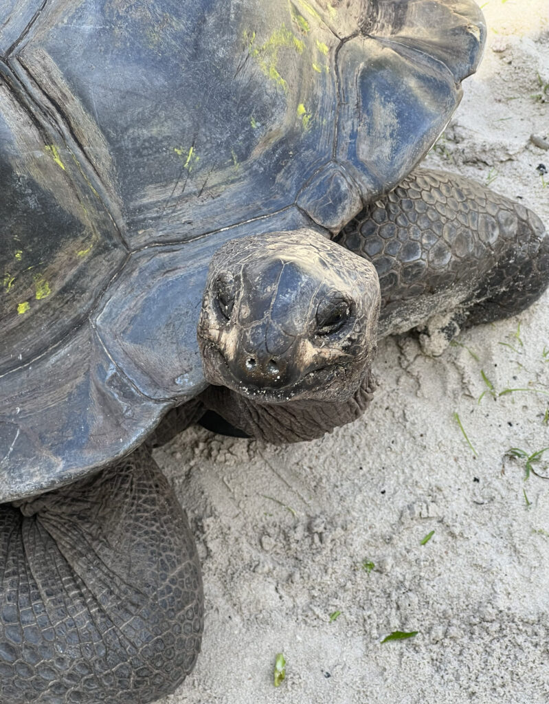 Giant Tortoise on Curieuse (Photo Credit: Paul J. Heney)