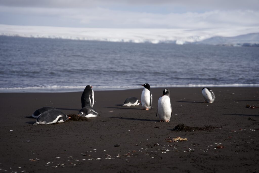 Penguins in Antarctica (Photo Credit: Envato Elements)