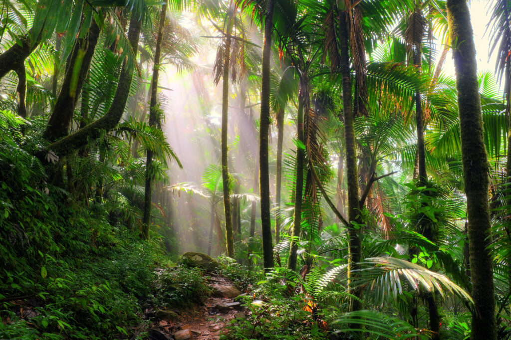 El Yunque National Forest, Puerto Rico (Photo Credit: Dennis van de Water / Shutterstock)