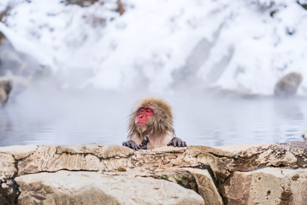 Snow monkeys at Jigokudani hot springs in Nagano, Japan (Photo Credit: Envato Elements)
