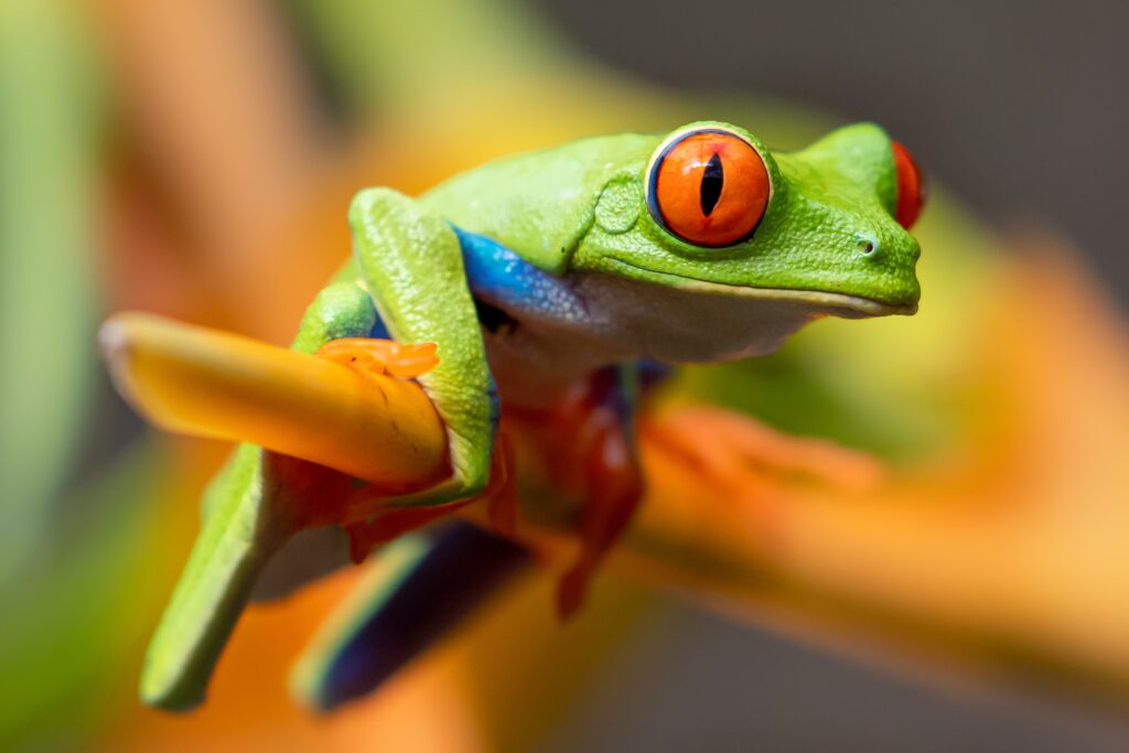 Red-eyed Tree Frog (Photo Credit: Stephanie LeBlanc on Unsplash)