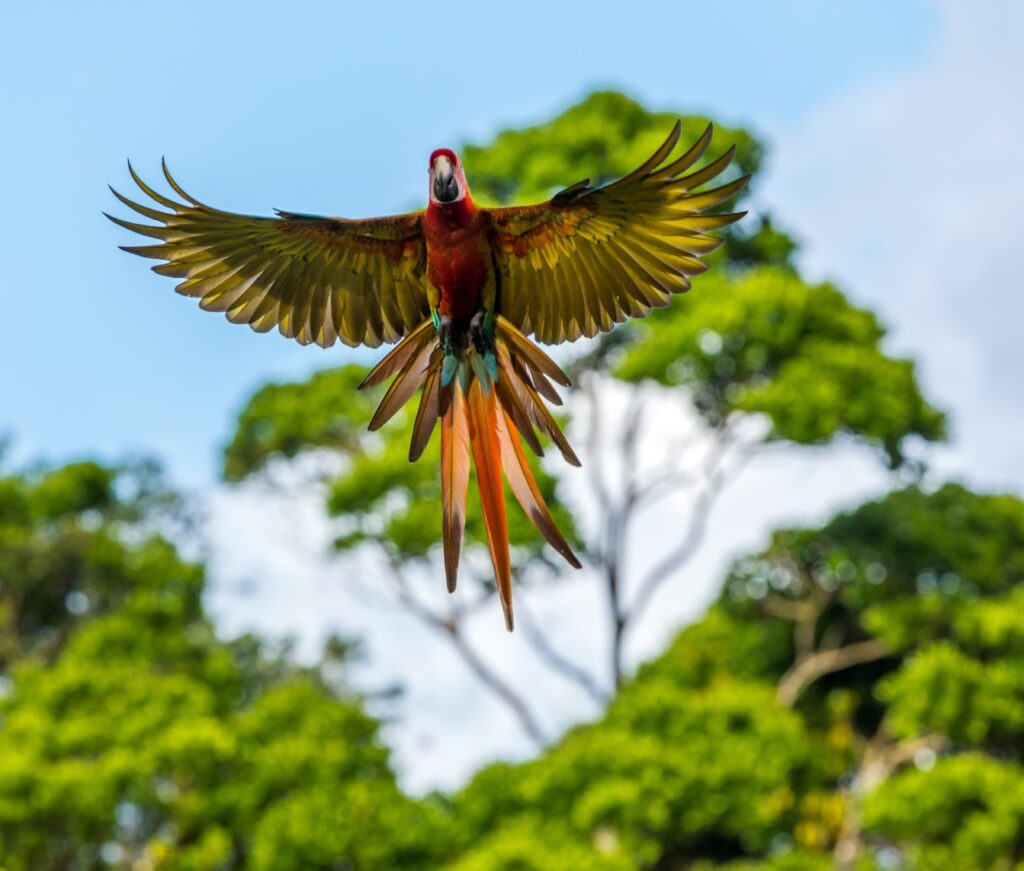 Macaw in Costa Rica (Photo Credit: Zdeněk Macháček on Unsplash)