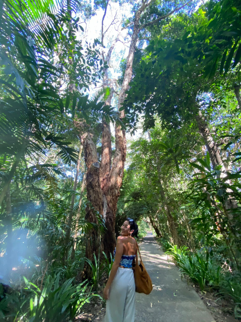 Rainforest in Cairns (Photo Credit: Acacia Gabriel)