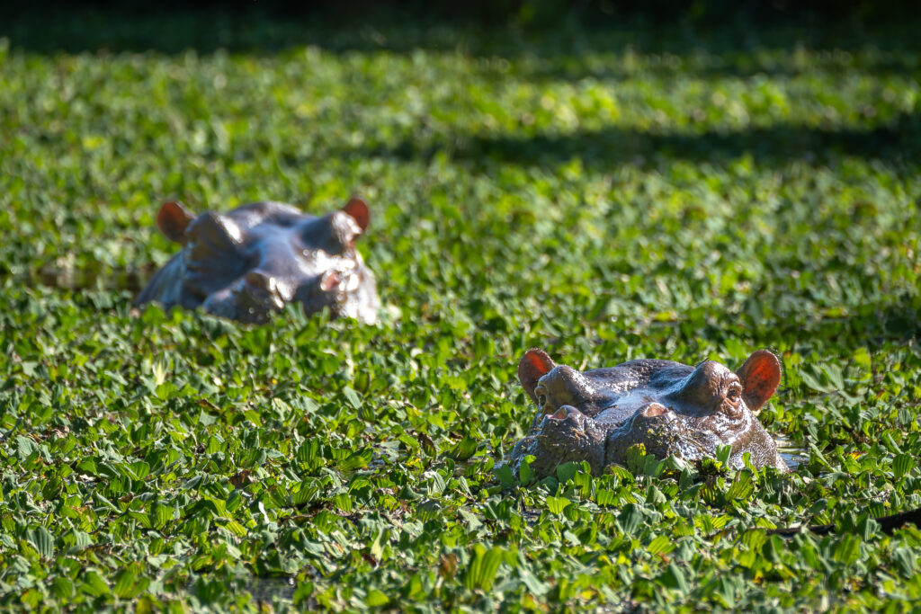 Hippo in Orango, Guinea-Bissau (Photo Credit: Jan Hvizdal/Hurtigruten Expeditions)