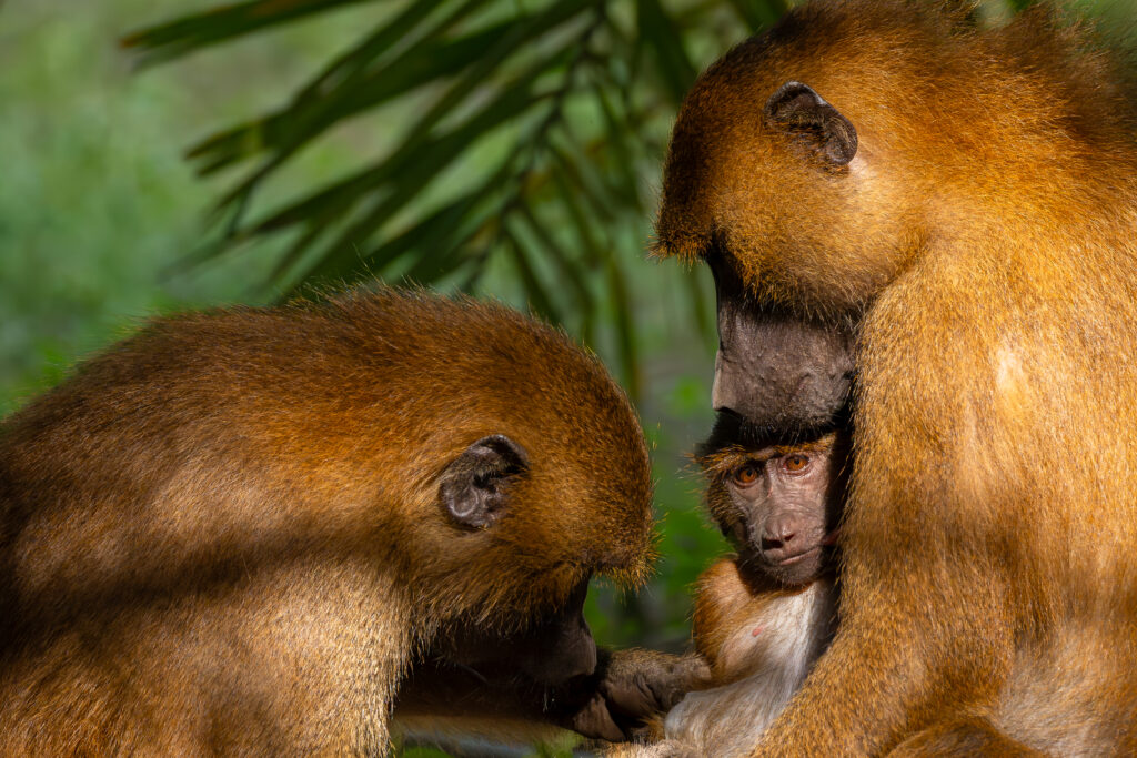 Gambia (Photo Credit: Jan Hvizdal/Hurtigruten Expeditions)