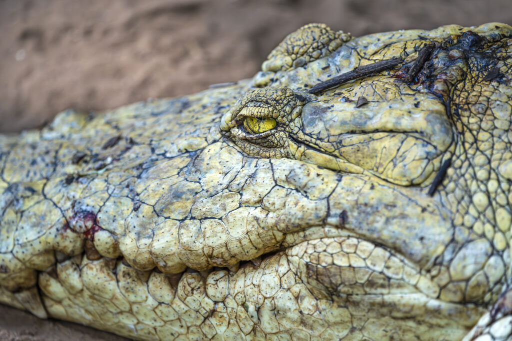 Gambia (Photo Credit: Jan Hvizdal/Hurtigruten Expeditions)