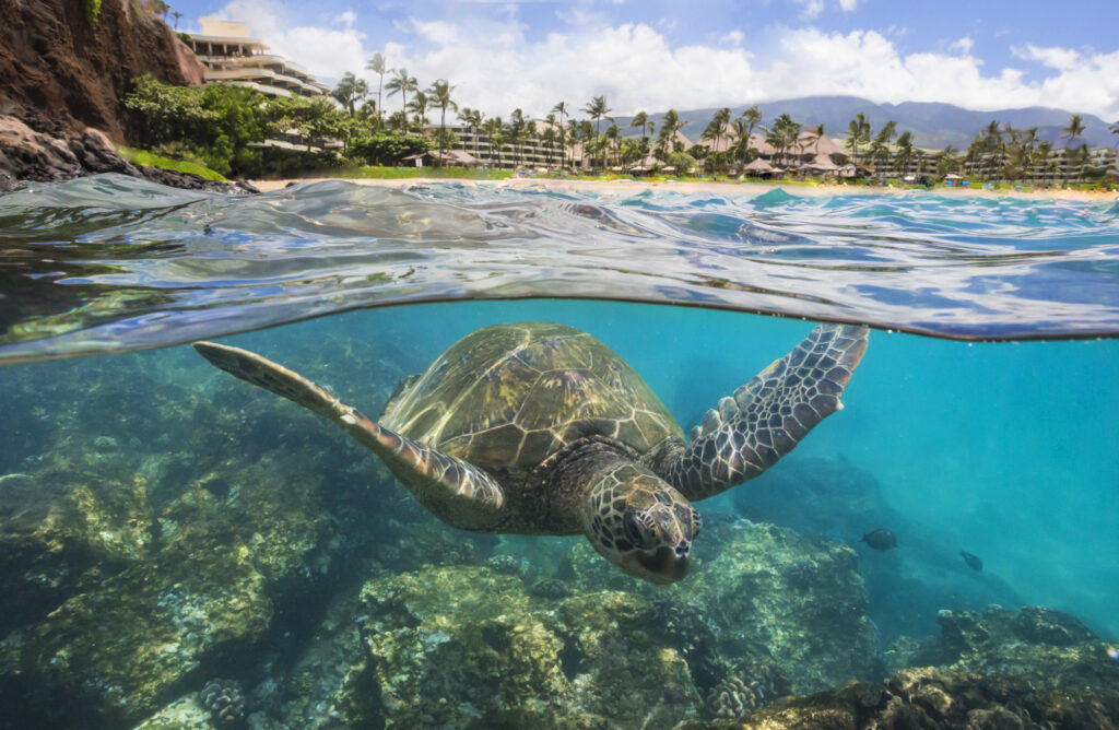 Black Rock Kaanapali Beach (Photo Credit: Sheraton Maui Resort & Spa)