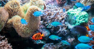 New Study Sheds Light on Saving Coral Reefs
