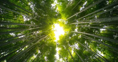 11 Ideas for Forest Bathing This Summer and Fall