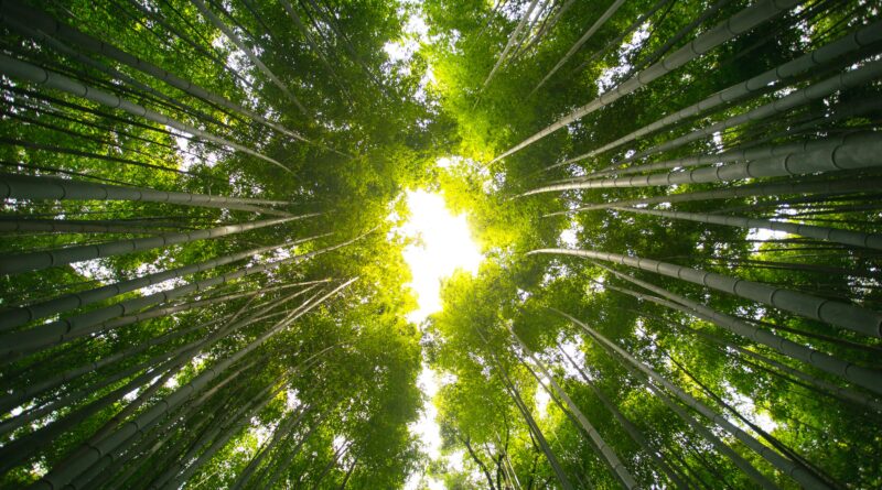 11 Ideas for Forest Bathing This Summer and Fall