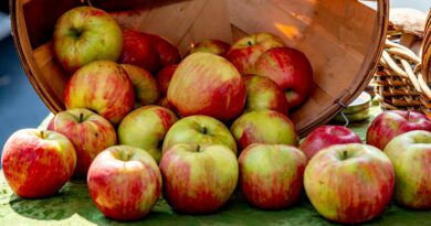 14 of the Best Places in New York State for Apple Picking in Style
