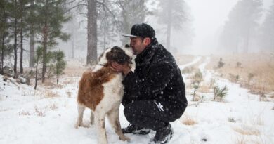 Holistic and Herbal Helpers for the Holiday Season