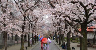 Capella to Open in Kyoto at Height of Cherry Blossom Season