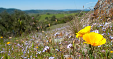 Spring Into Sonoma County For Fresh Food and Wine Experiences