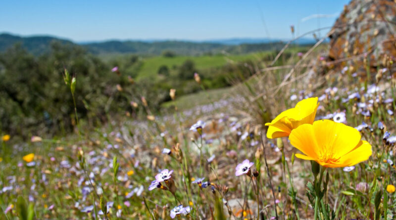Spring Into Sonoma County For Fresh Food and Wine Experiences