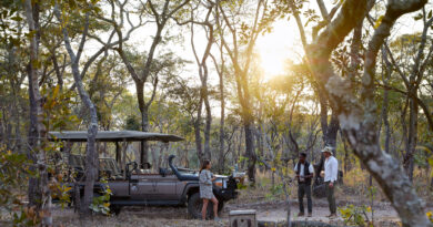 This Private Reserve in Zambia is Reintroducing Lions in a Vital Rewilding Initiative