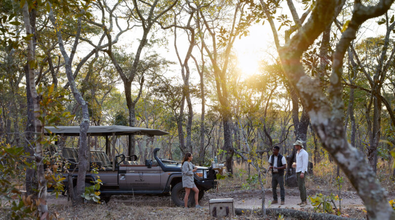 This Private Reserve in Zambia is Reintroducing Lions in a Vital Rewilding Initiative