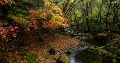 11 U.S. Places for Forest Bathing Right Now